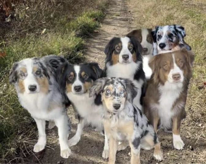 Élevage Shepstar - Australian Shepherd breeder