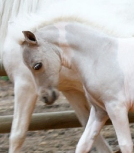 Elevage EBMF -Miniature Horse Stable