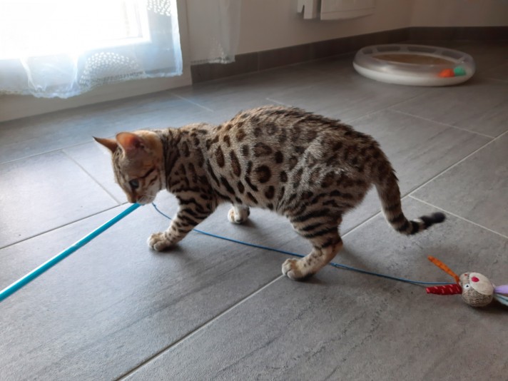 Warm&Cozy Bengal Cattery