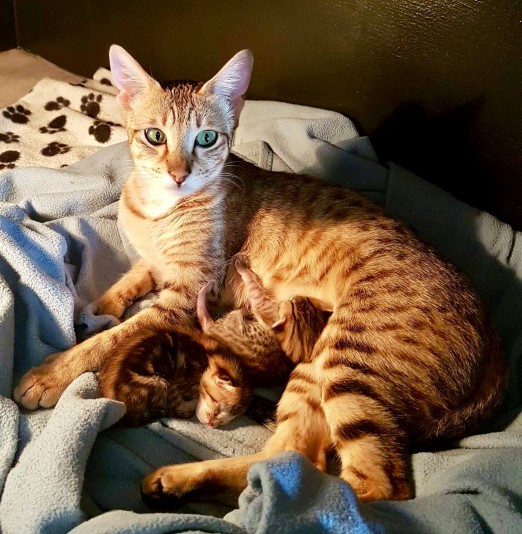 Savannah Lanaudière Cattery