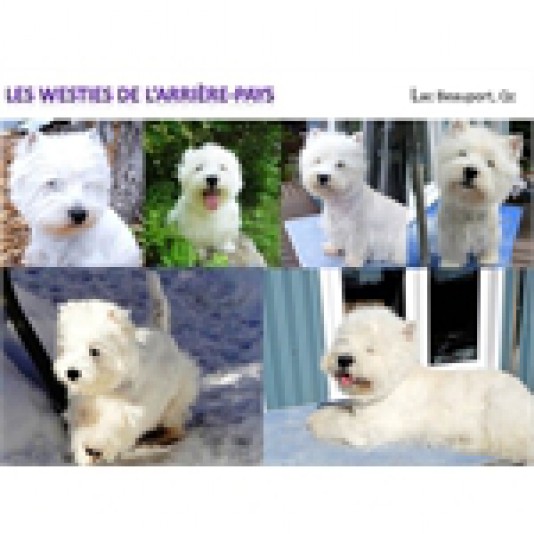 West Highland White Terrier Westies de l'Arrière-Pays