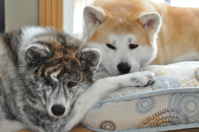 Akita-Inu Ango Angari Breeder