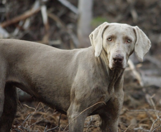 Weimaraner Weimar Québec Breeder