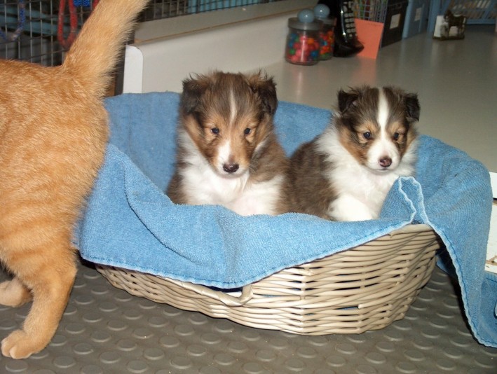 Domaine Beau Reve Shetland Sheepdog breeder