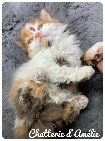 Chatterie d'Amélie - Selkirk Rex Cattery