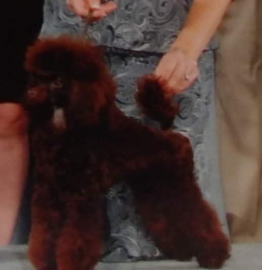 Breeder Acepassionpoodles.