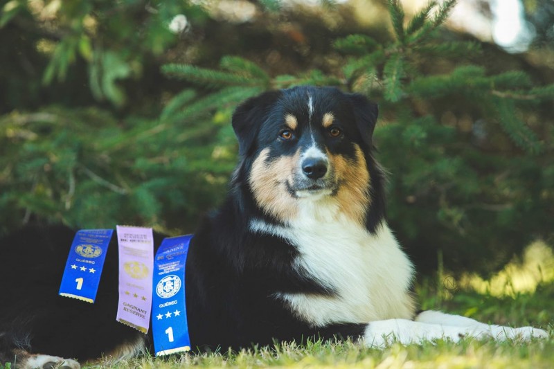 KalebAussie - Australian Shepherd Breeder