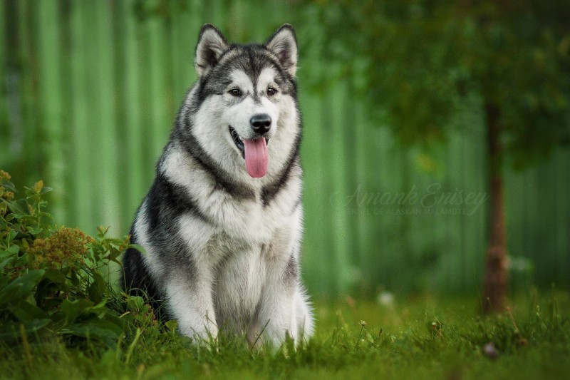 Snøstorm Malamute Breeder