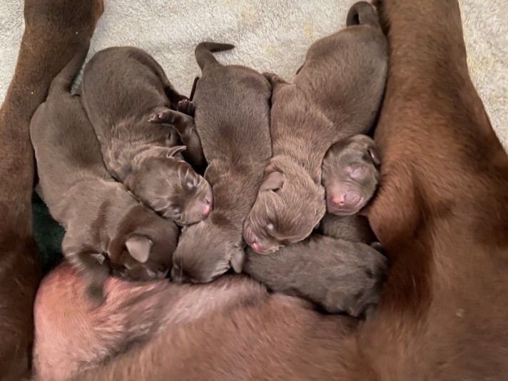 Bordeleau Labrador Breeder