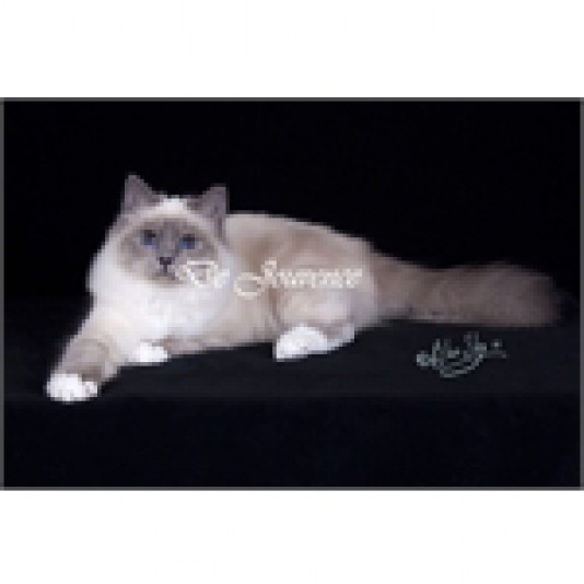 Birman de Jouvence Cattery