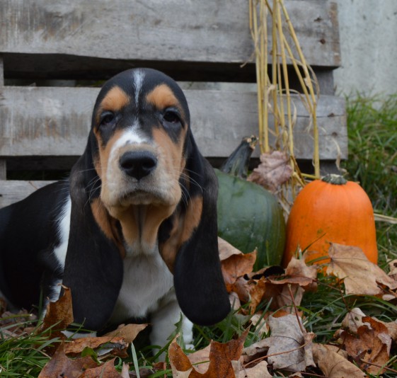 Basset Hound Rivière Verte Bassets Breeder