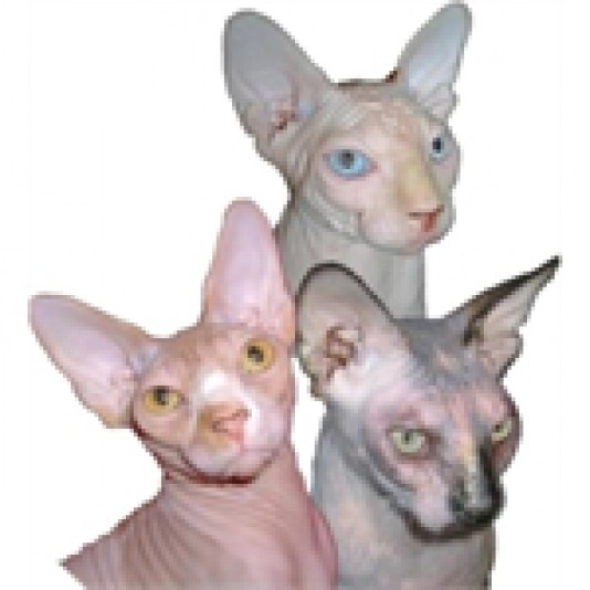 l'Éden Sphynx Cattery