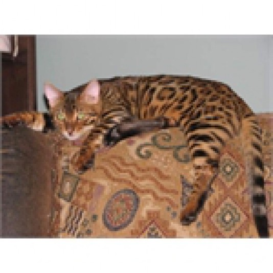 La Quête du Bengal Cattery