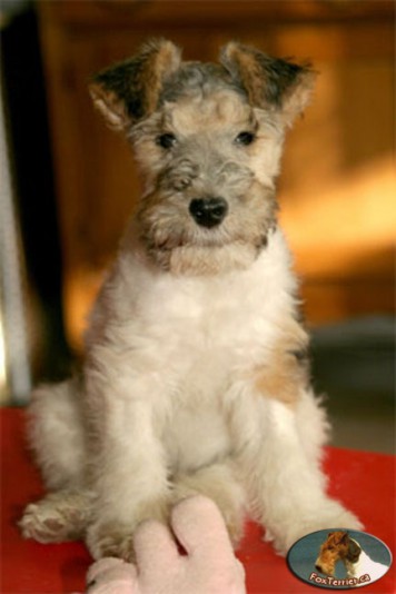 Wire Fox-Terrier Des Pignons Rouges Breeder