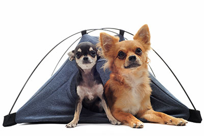 Campings avec animaux acceptés