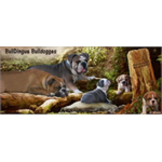 BullDingue Bulldogges - Olde English Bulldogge Breeder