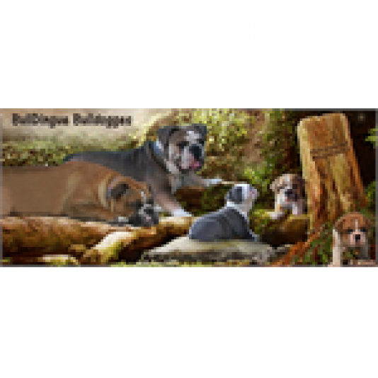 Élevage BullDingue Bulldogges - Olde English Bulldogge