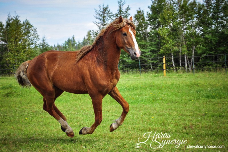 Haras Synergie American Bashkir Curly Stable