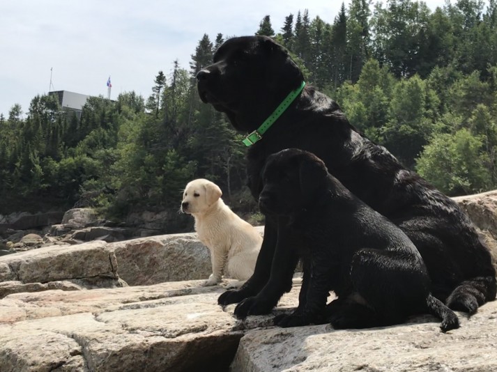 Élevage des Cimes -Retriever (Labrador)