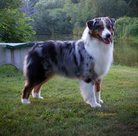 Australian Shepherd AppleStream Aussies Breeder