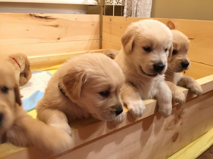 Golden-Retriever de la Couvée Breeder