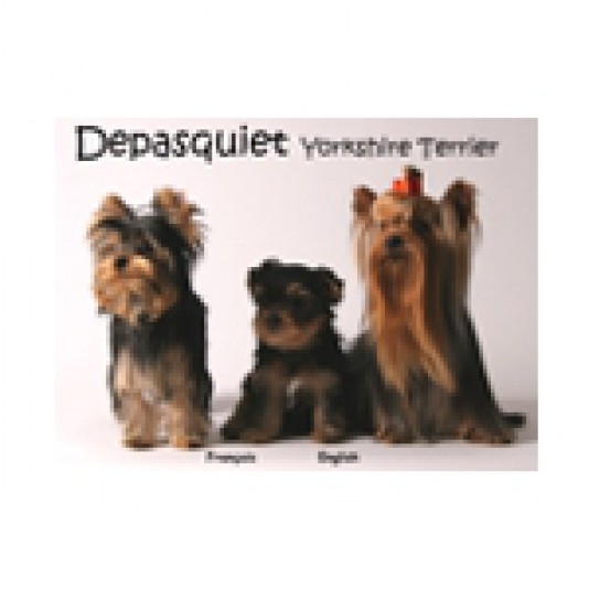 Yorshire Terrier Depasquiet Breeder