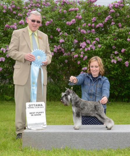 Yvana Miniature Schnauzer Breeder