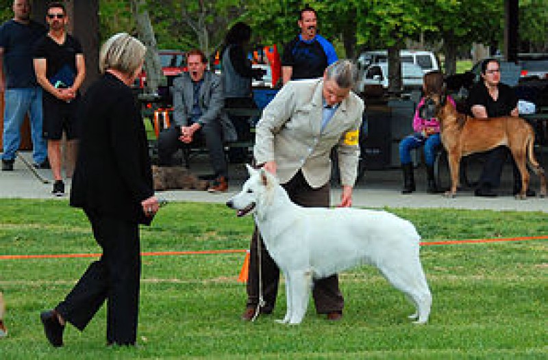 Breeders Berger Blanc Suisse of Faolan Frost