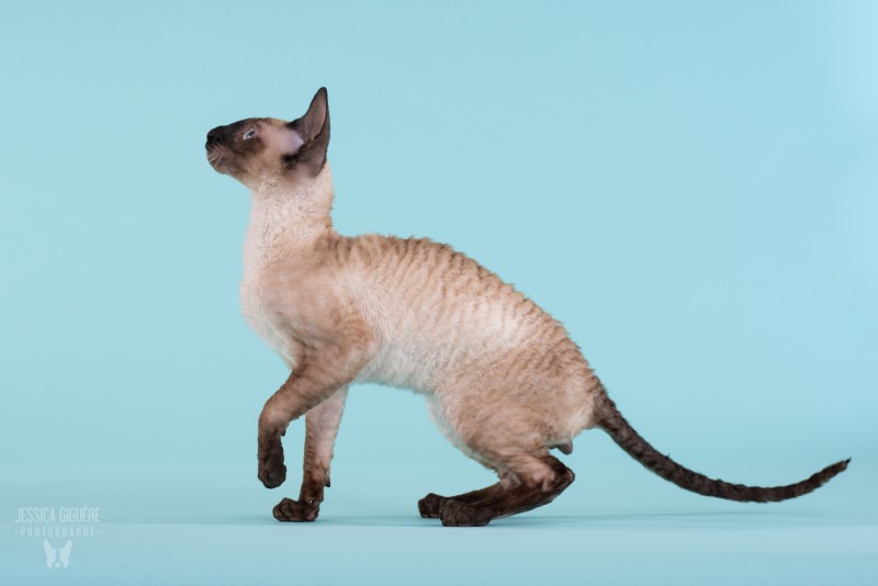 Cornish Rex Rexpertise Cattery