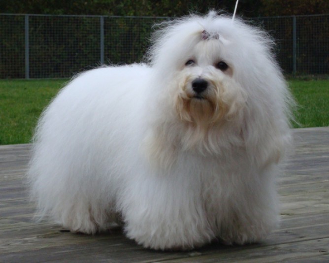 Cotton Tulear Des Jardins de Gossypium Breeder