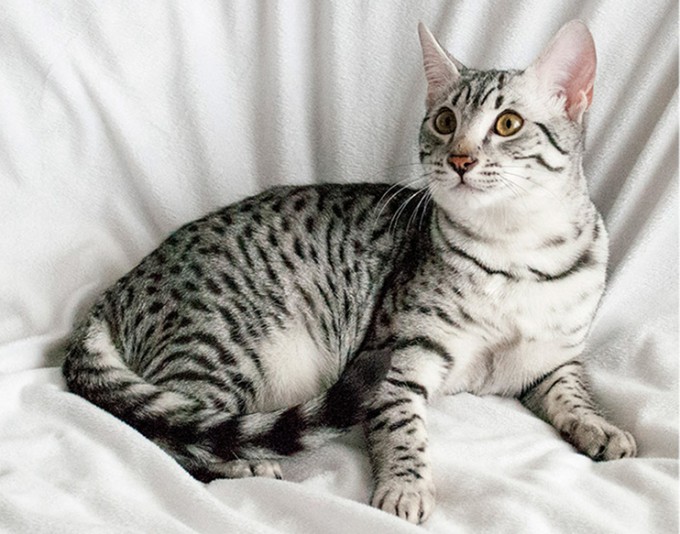 Egyptian Mau La griffe Roze Cattery