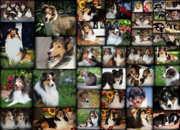 Shetland Sheepdog  Landstar Shelties Breeder