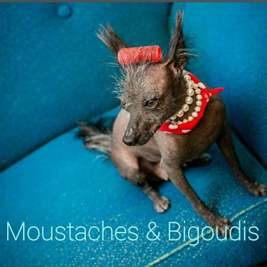 Salon de toilettage Moustaches et Bigoudis