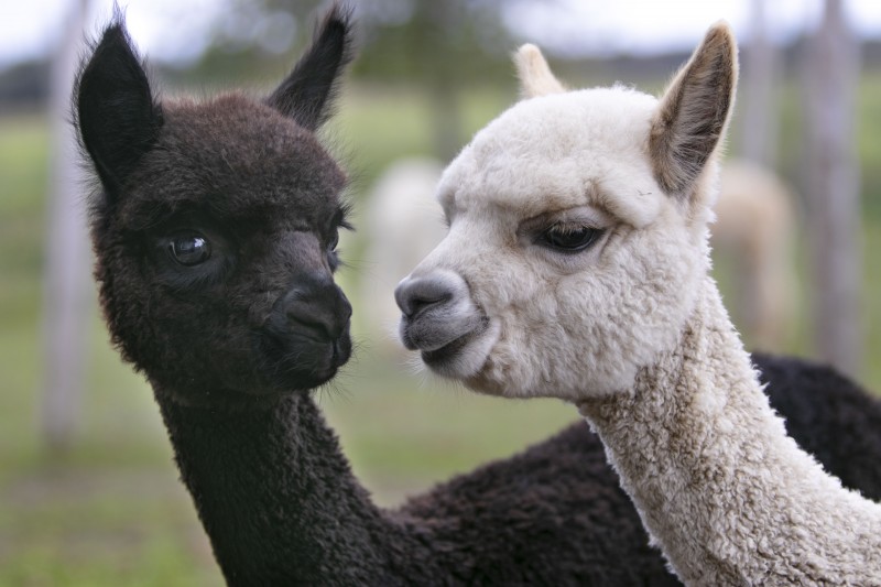 Alpacas Fibrefine Breeder