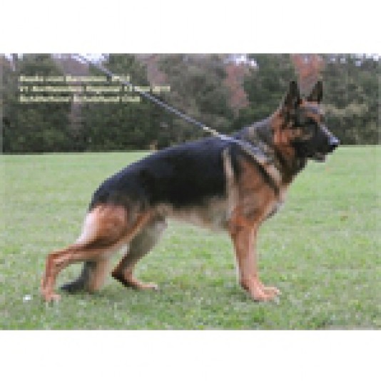 German Shepherd Felsenburgkennel Breeder