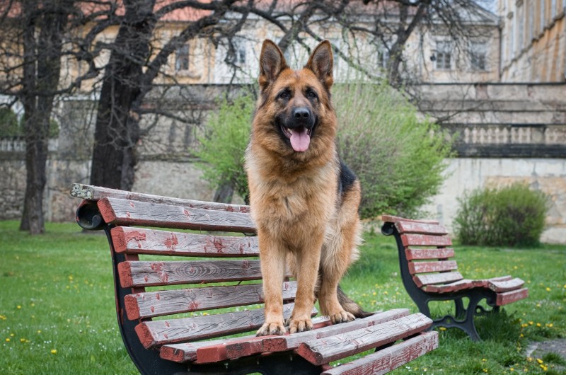 Dog breeder Viadei German Shepherd