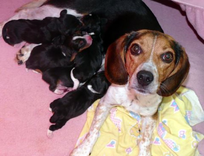 Beagles et Pocket Beagle Nos mignons Breeder