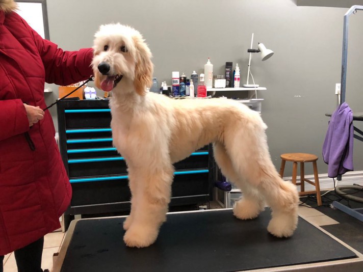 Afghan Hound Deloubelle Breeder