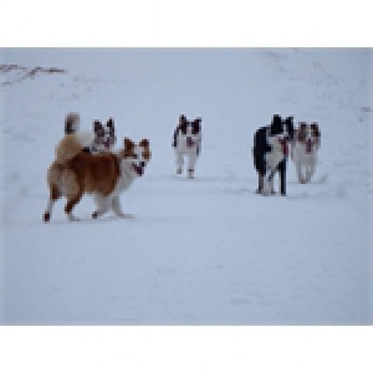 Border Collie  Kathleen Deschenes Breeder