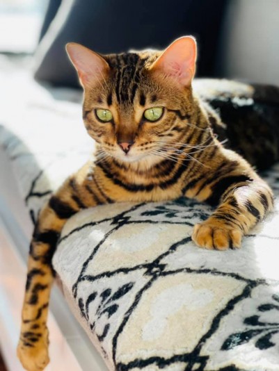 Chatterie BENGALS4GLAM