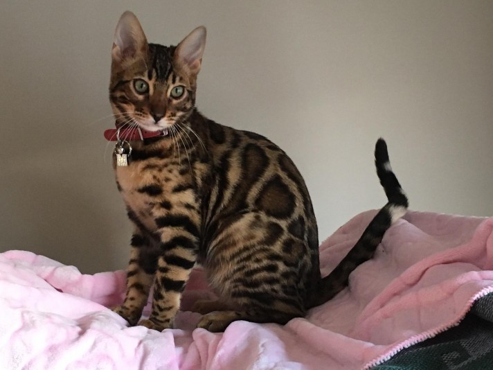 Chatterie BENGALS4GLAM