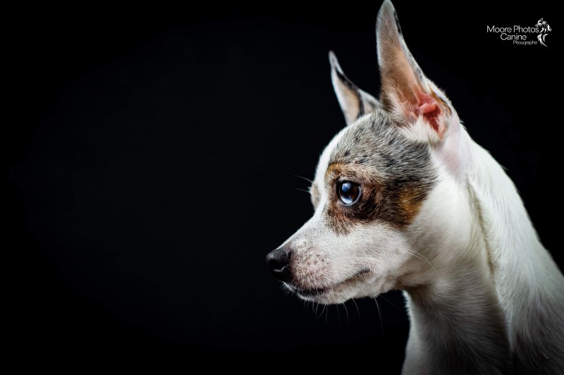 Moore Photos Canine - Pitougraphe