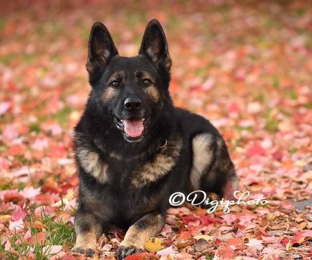 Élevage Berger allemand Sergent kennel