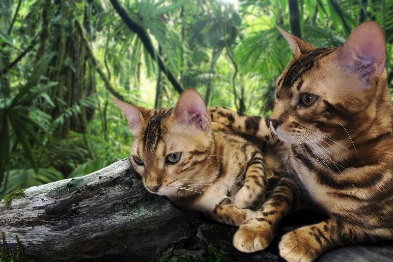 Jungle Kitten - Bengal Cattery