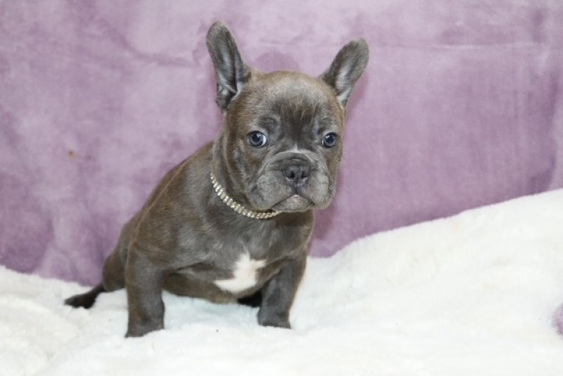 Breeder Gallard Frenchies Montérégie