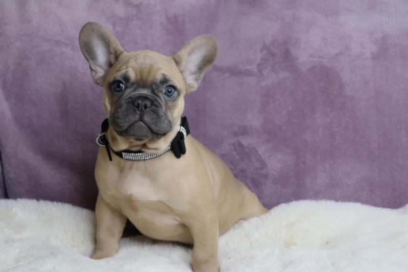 Breeder Gallard Frenchies Montérégie