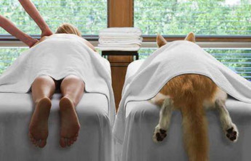 Masso V.I.P. massage pour chiens