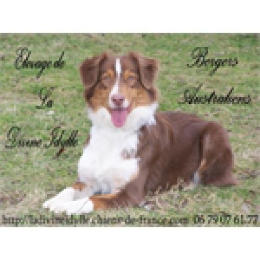 Australian Shepherd de La Divine Idylle Breeder