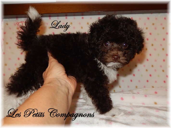 Poodle (Toy) Les Petits Compagnons Breeder