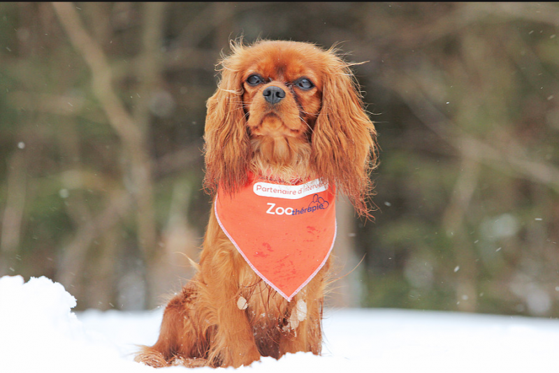 Cavalier King Charles Spaniel Marie-Phil Breeder